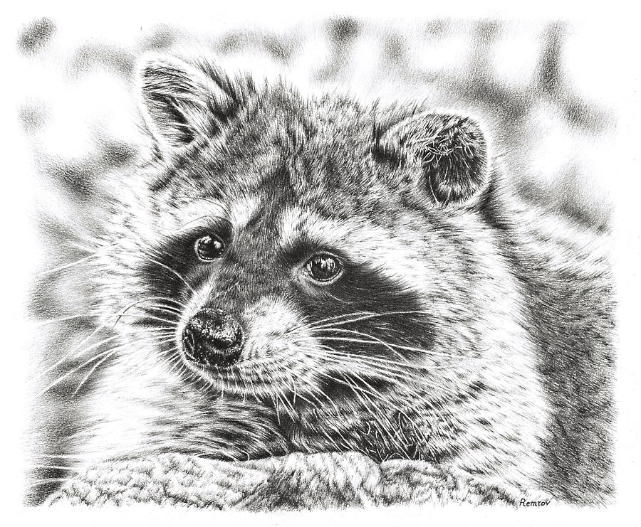 Raccoon Drawing by Remrov