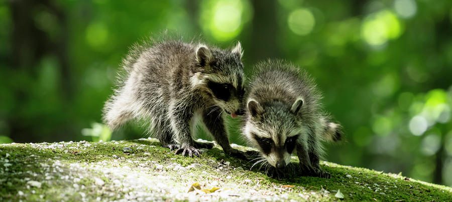 Raccoon Siblings Photograph by Tracy Winter