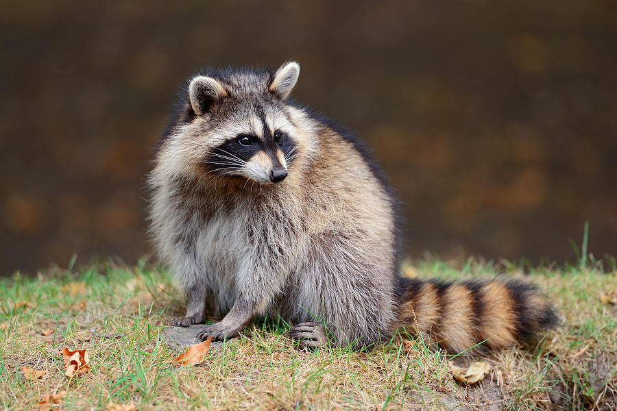 Raccoon  Photograph by Songquan Deng