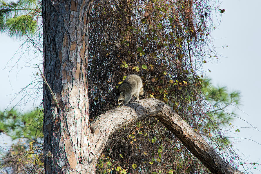 Raccoon Up A Pine Tree Photograph by William Tasker - Fine Art America