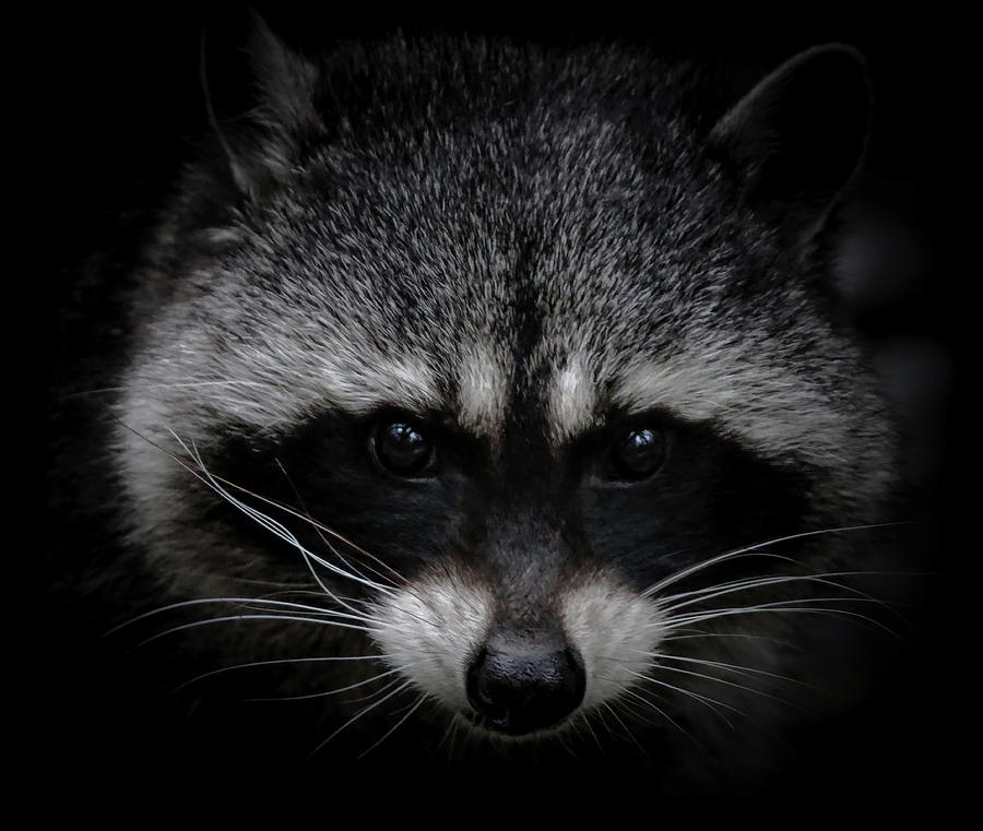 Raccoon Whiskers Photograph by Athena Mckinzie