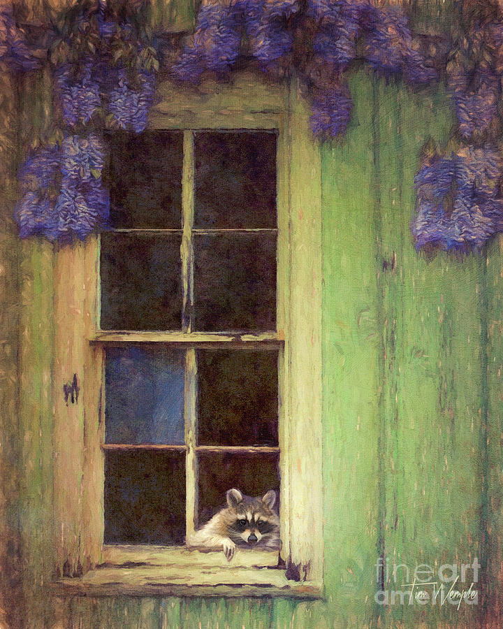 Raccoon Window Digital Art by Tim Wemple