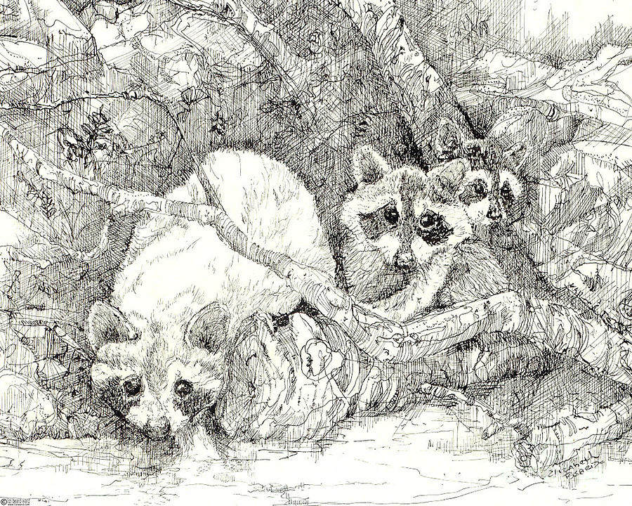 Raccoons 1980 Drawing by Lizi Beard-Ward