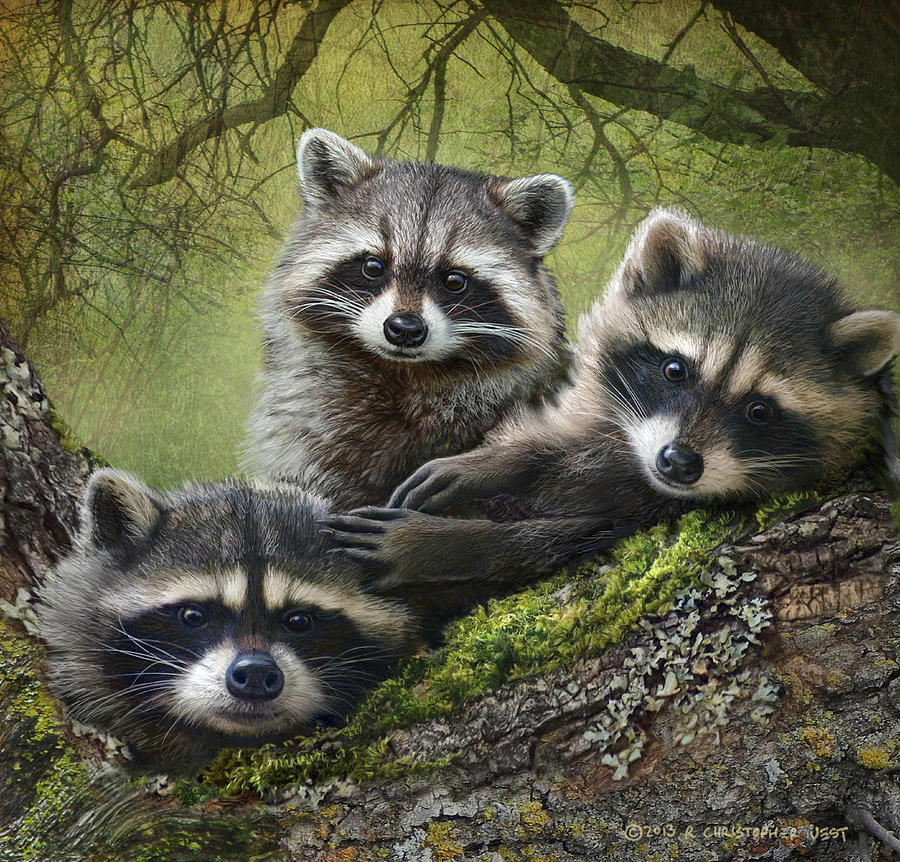 Animal Painting - Raccoons On Forest Log by R christopher Vest