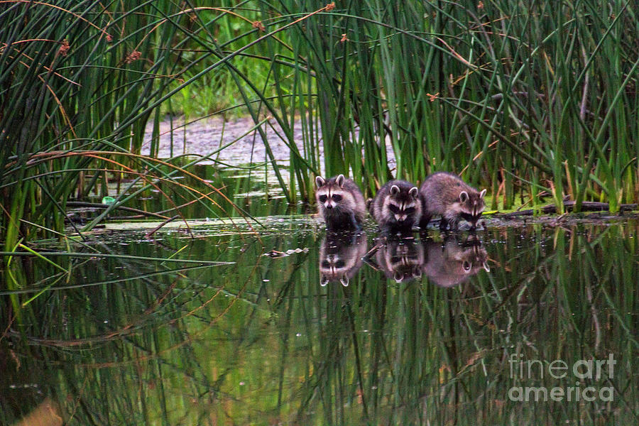 Raccoons Photograph by Spencer Baugh