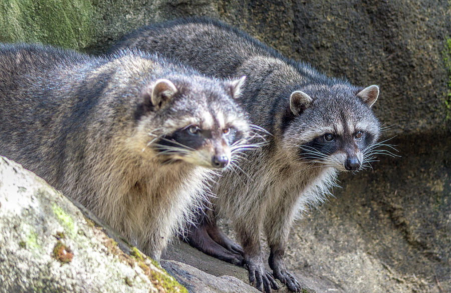Raccoons Photograph by Timothy Anable