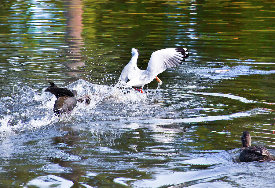 Seagull Photograph - Race For The Chips by Miroslava Jurcik