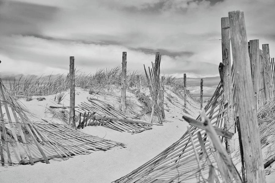 Race Point Path in Black and White Photograph by Marisa Geraghty Photography