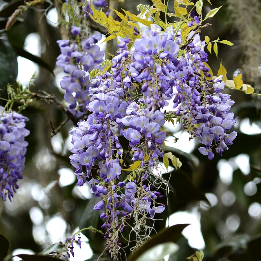 Racemes Of Wisteria Wisteria Sinensis Photograph by rd