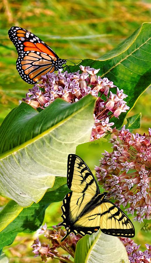 Rachelles Butterflys Photograph by Peg Runyan