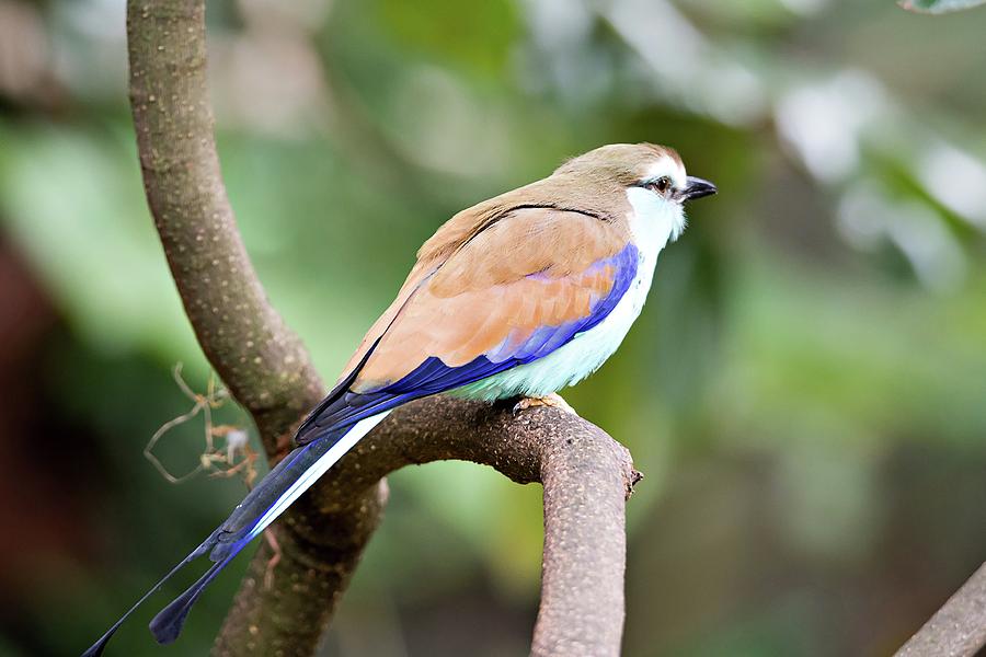 Racket-tailed Roller Coracias spatulatus perched on branch Photograph by Alex Grichenko
