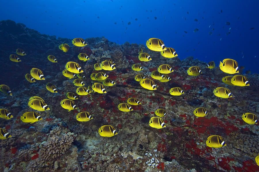 Racoon Butterflyfish Photograph by Dave Fleetham - Printscapes
