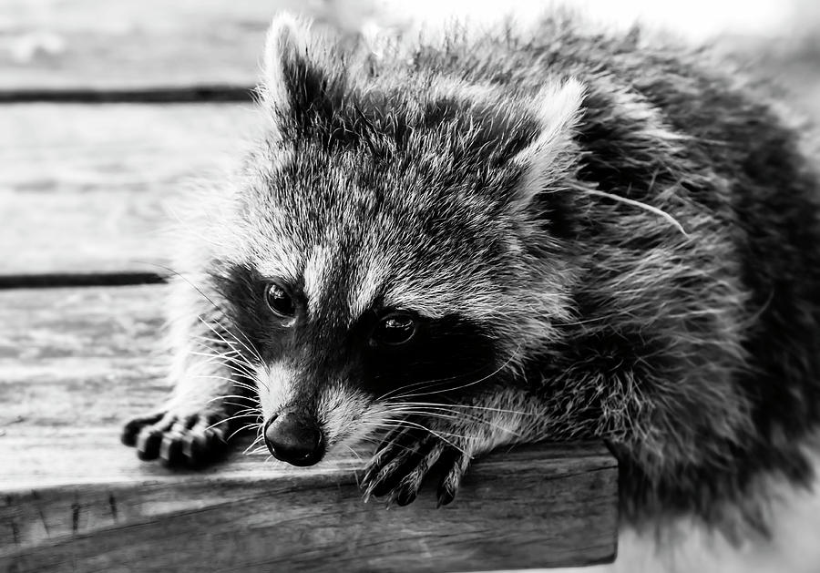 Raccoon Hanging On Photograph by Tracy Winter