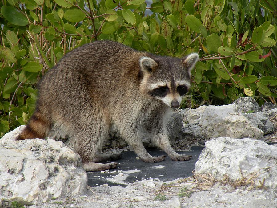 Racoon in the Wild Photograph by Rosalie Scanlon