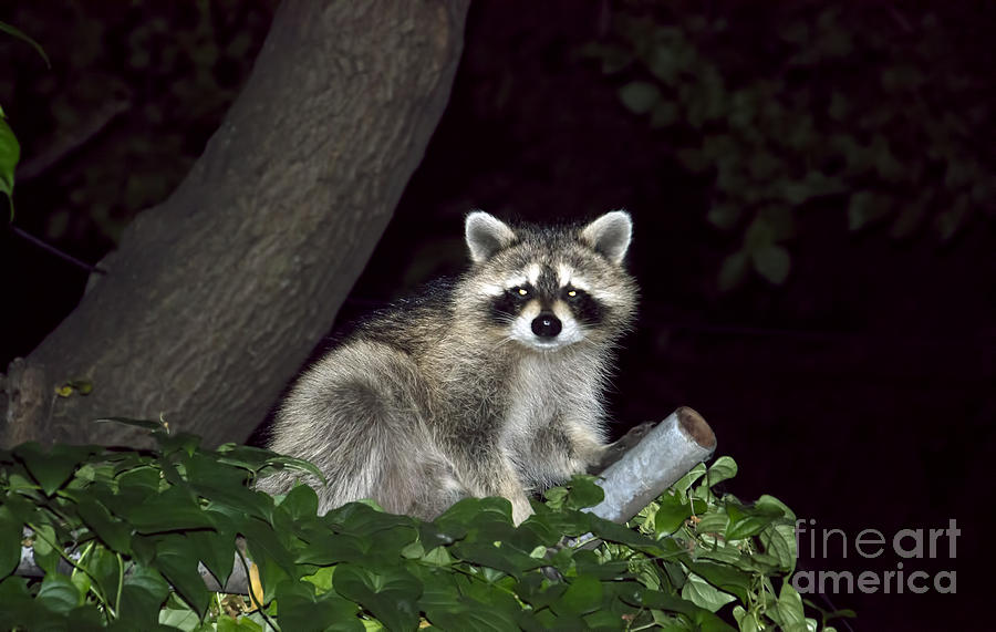 Racoon Photograph by PatriZio M Busnel