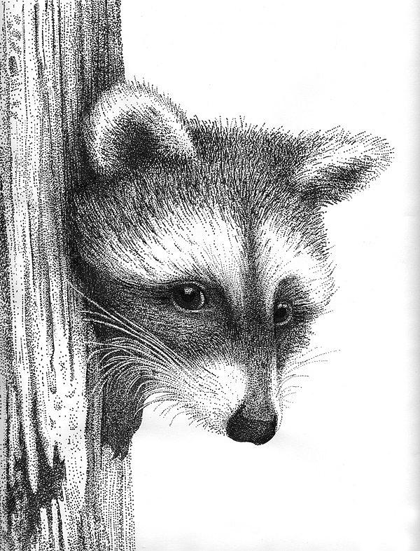 Vintage Black and White Sketch Art Raccoon Racoon Sketch Artwork Original Pen and Ink Raccoon Artwork Signed by Artist 1978