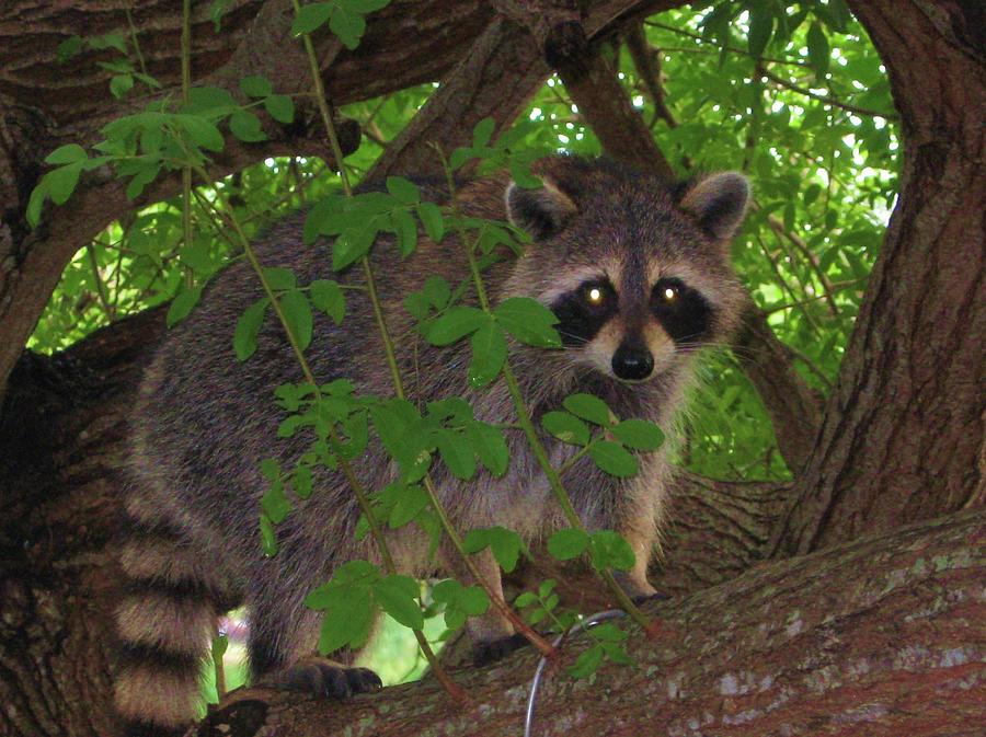 Racoon Photograph by Suzanne Thomas - Fine Art America