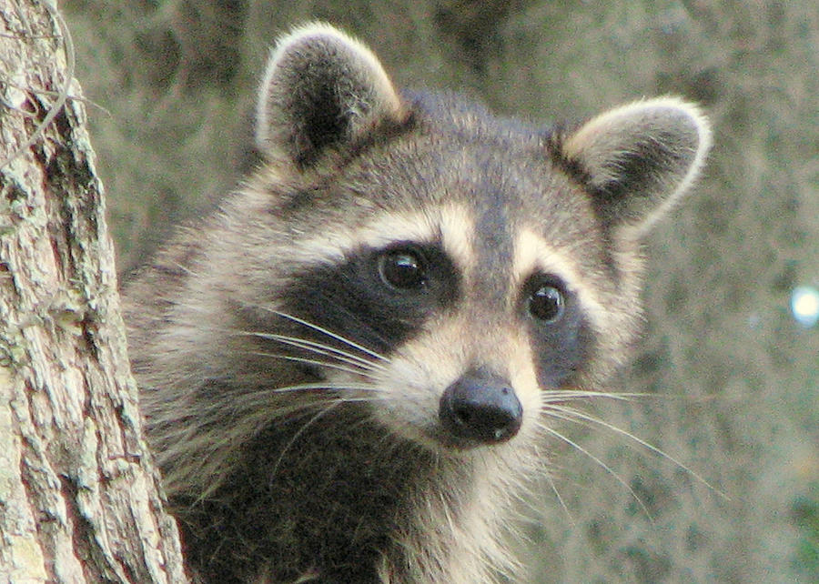 Racoon Photograph by T Guy Spencer
