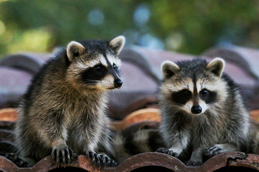 Racoons on the Roof Photograph by Dorothy Cunningham