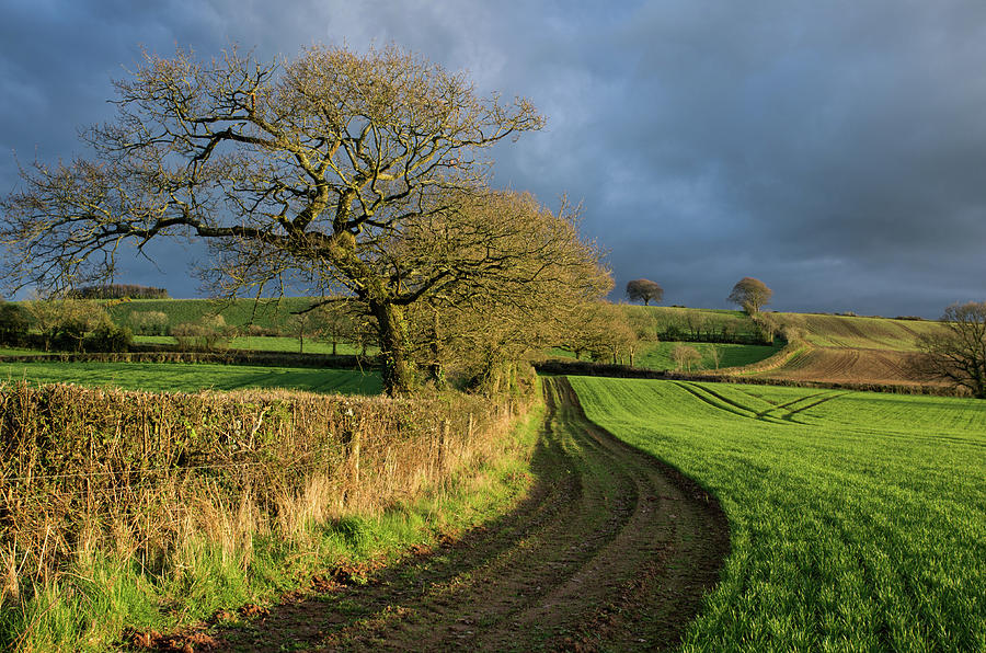 Tree Photograph - Raddon Top in Mid Devon by Pete Hemington
