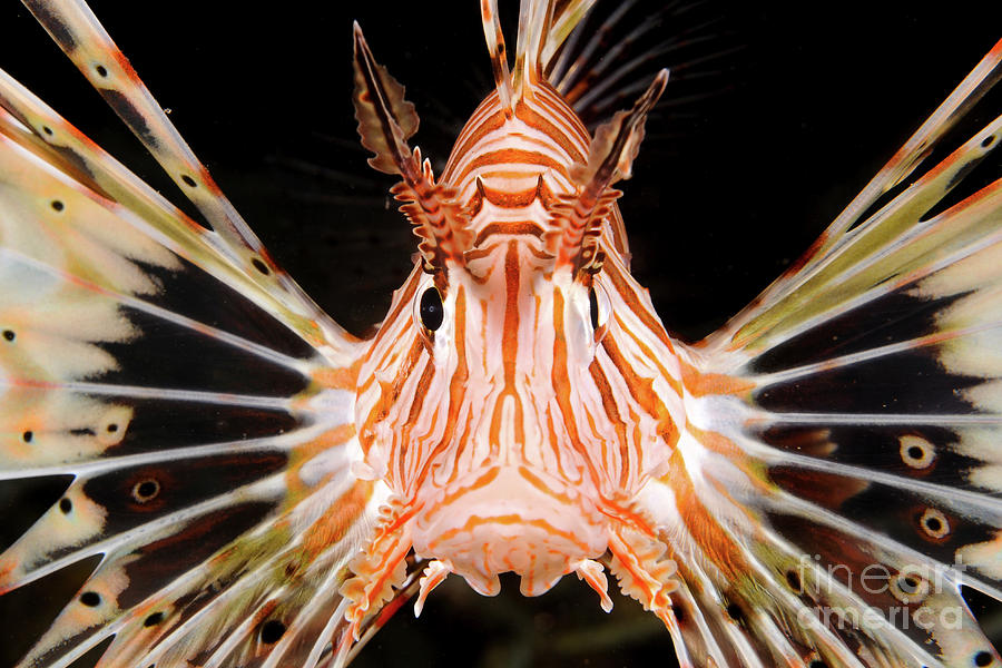 radial Lionfish Pterois radiata Photograph by Hagai Nativ