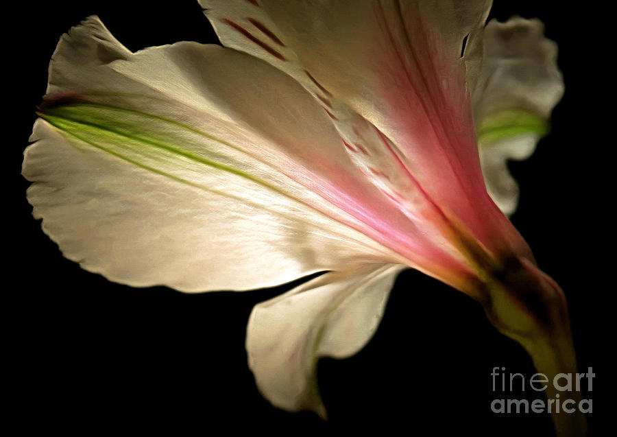 Flower Photograph - Radiance Of Hope by Krissy Katsimbras