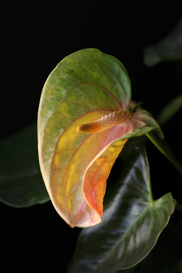 Radiant Anthurium Photograph by Tammy Pool
