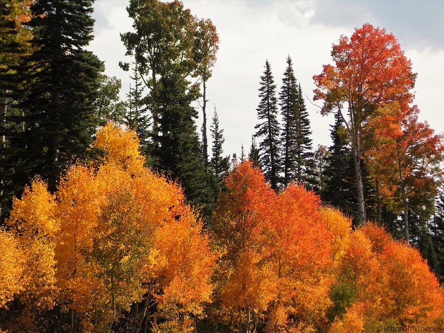 Tree Photograph - Radiant Autumnal Forest by Deborah Moen