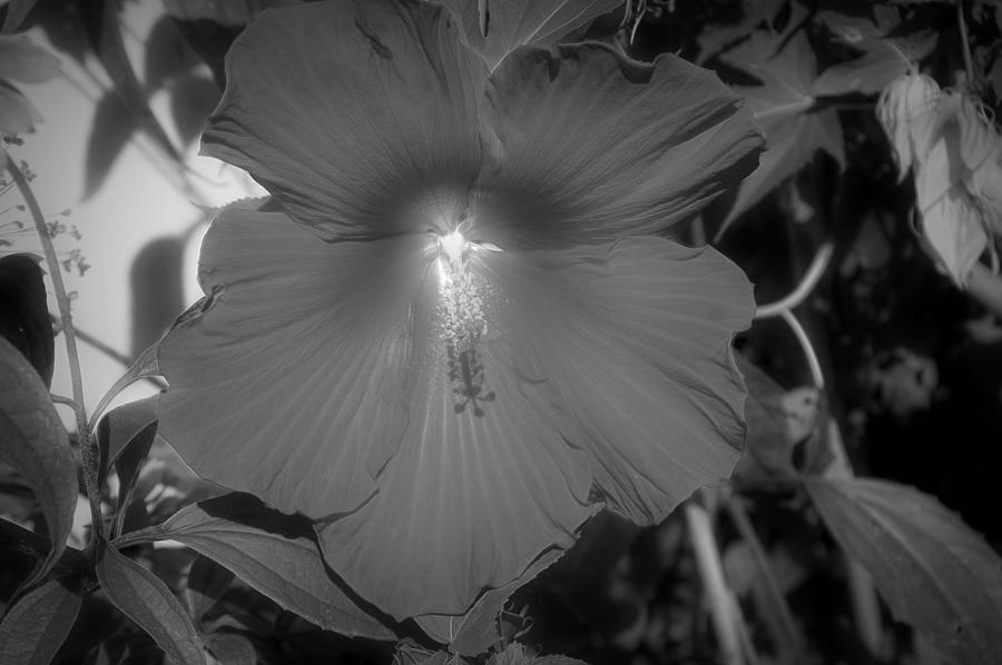 Radiant Black and White Hibiscus Photograph by Aimee L Maher ALM GALLERY