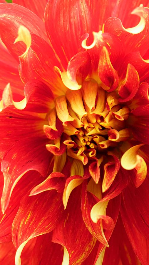 Radiant Dahlia Photograph by Michael Hope