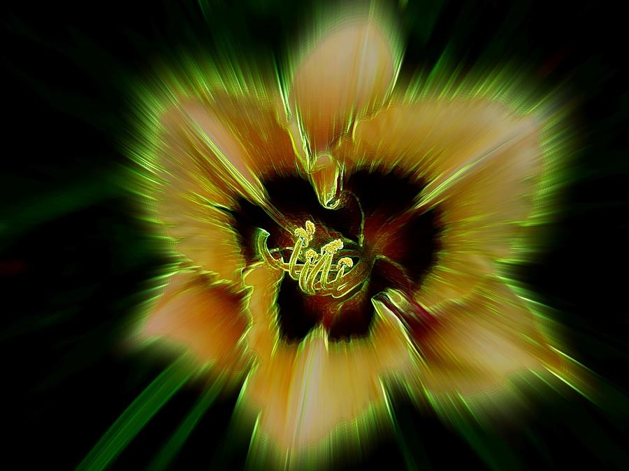 Flowers Still Life Photograph - Radiant Daylily by Shirley Sirois