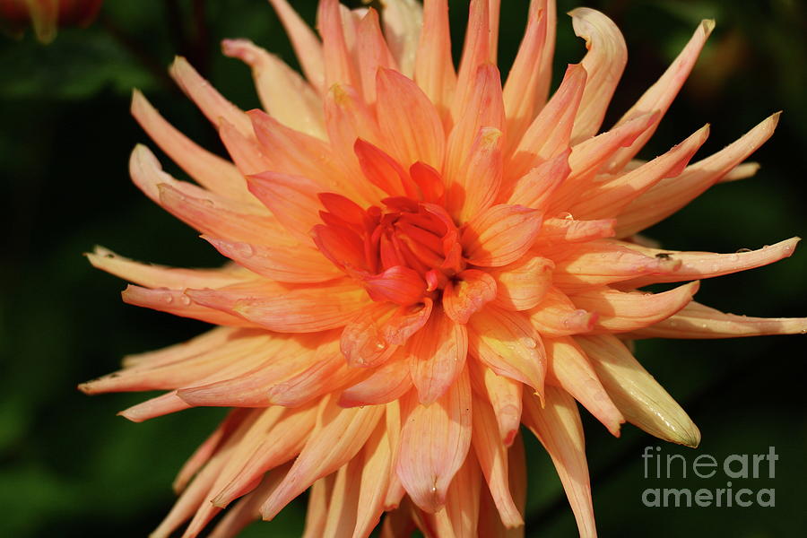 Radiant Flower Beauty Photograph by Christiane Schulze Art And Photography
