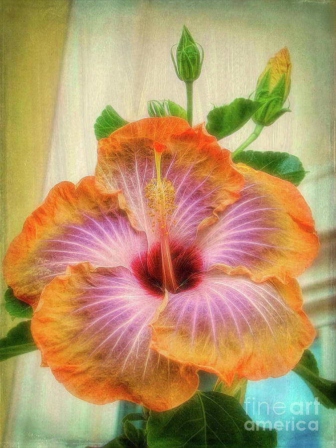 Radiant Hibiscus by Sue Melvin Radiant Hibiscus by Sue Melvin