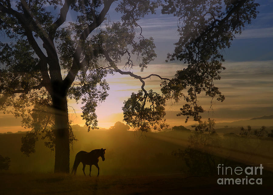Radiant Horse and Sunrise with Beautiful Oak Tree Photograph by Stephanie Laird