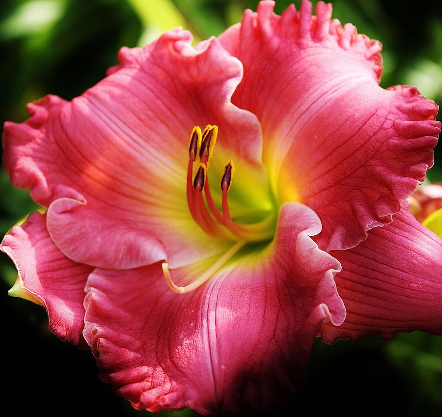 Radiant Pink Daylily Photograph by Bruce Bley