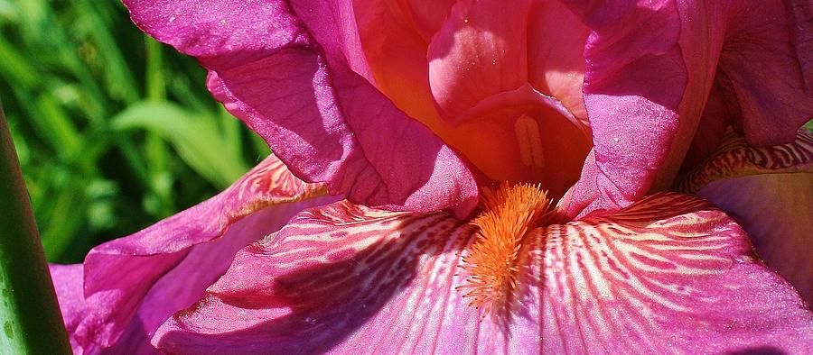Radiant Pink Iris 1 Photograph by Bruce Bley