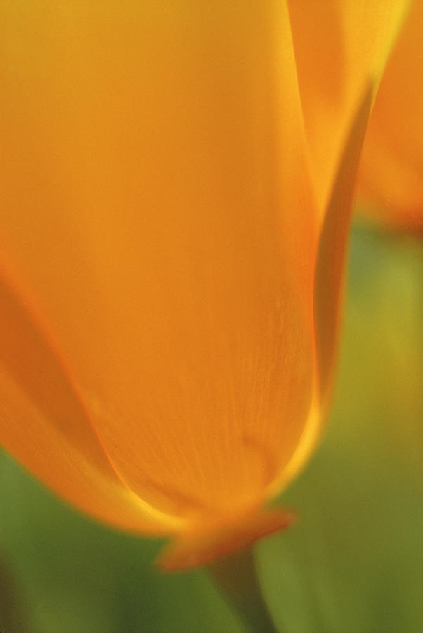 Radiant Poppy Photograph by John Farley