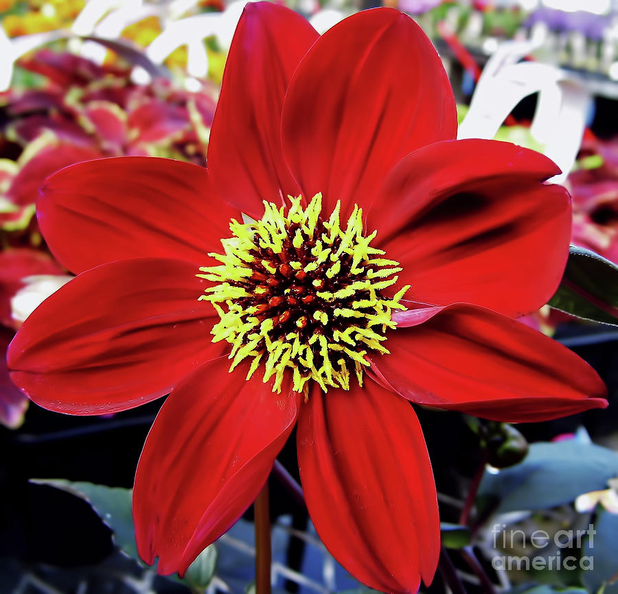 Radiant Red Dahlia Photograph by D Hackett