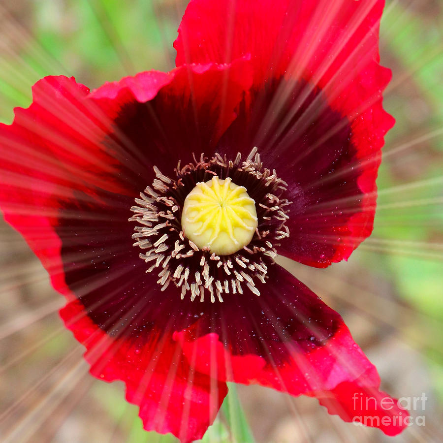 Radiant Red Poppy Photograph by Carol Groenen