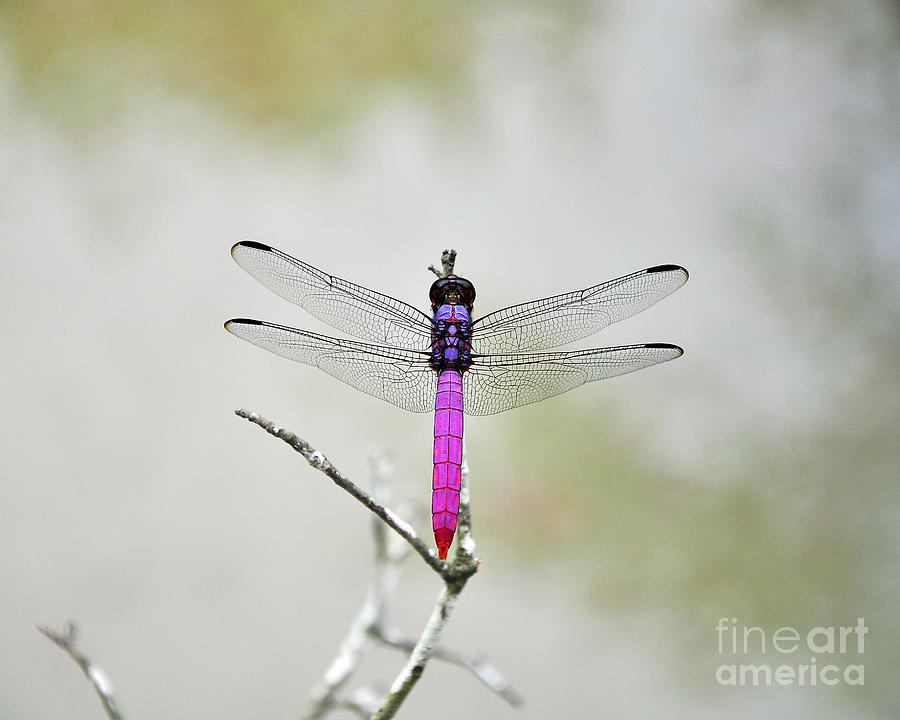 Pink Dragonfly Photograph - Radiant Roseate by Al Powell Photography USA