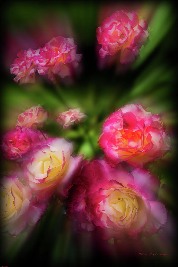Radiant Roses Photograph by Mick Anderson