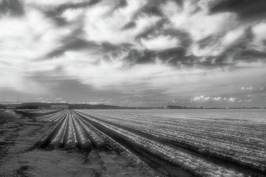 Radiant Rows 2 BW  Photograph by Lyle Crump