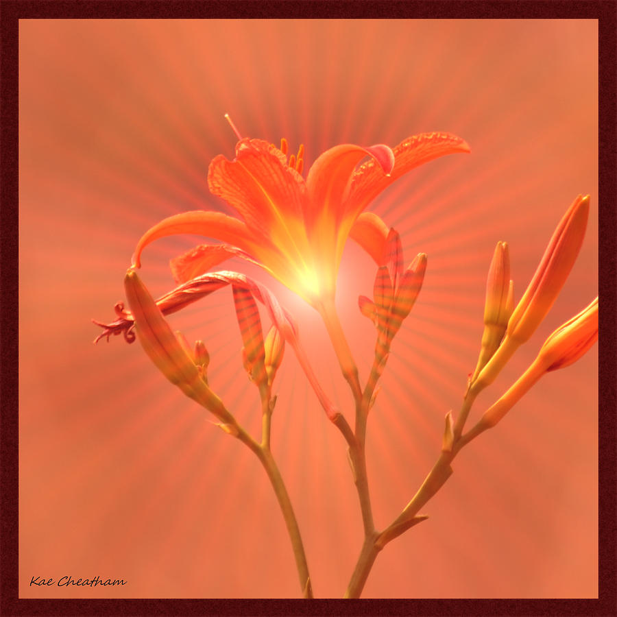 Flowers Still Life Photograph - Radiant Square Day Lily by Kae Cheatham