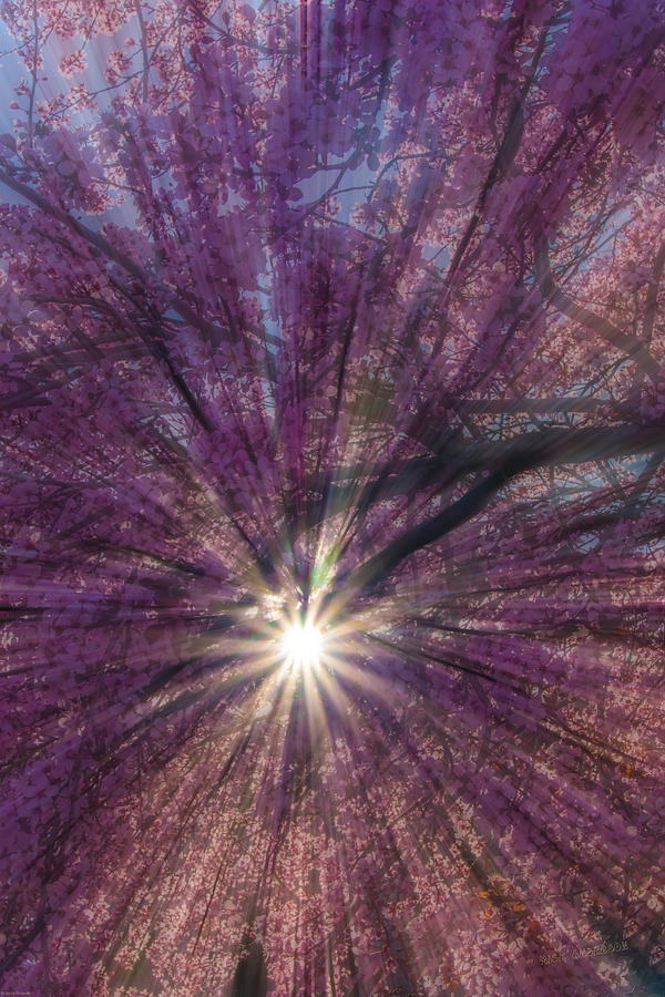 Radiant Sun in Cherry Blossoms Photograph by Mick Anderson