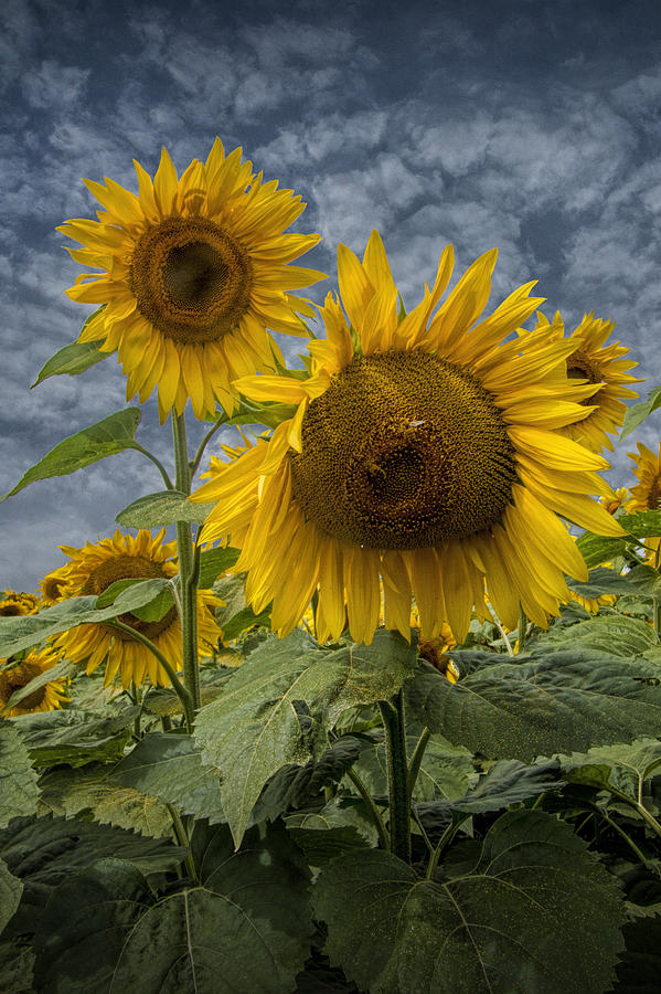 Radiant Sunflowers Photograph by Randall Nyhof