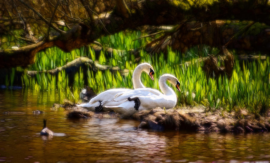 Radiant Swans Photograph by Cameron Wood