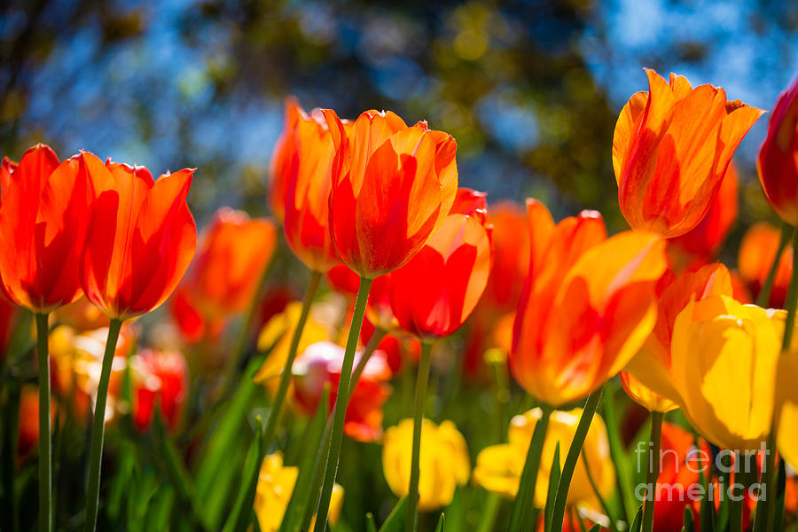 Radiant Tulips Photograph by Inge Johnsson