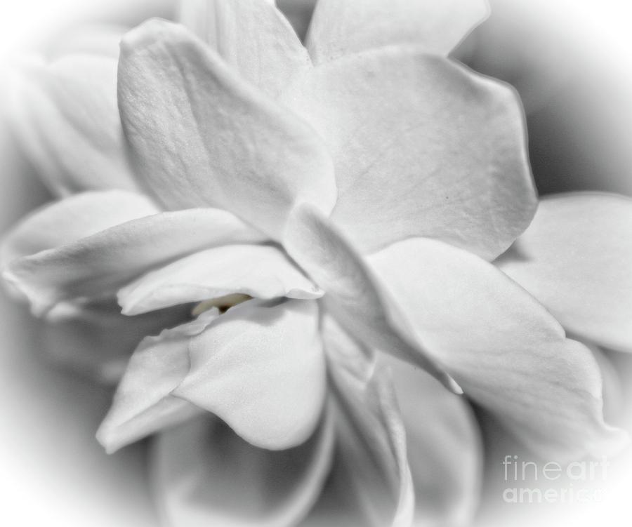 Radiant White Floral Art Photograph by Ella Kaye Dickey