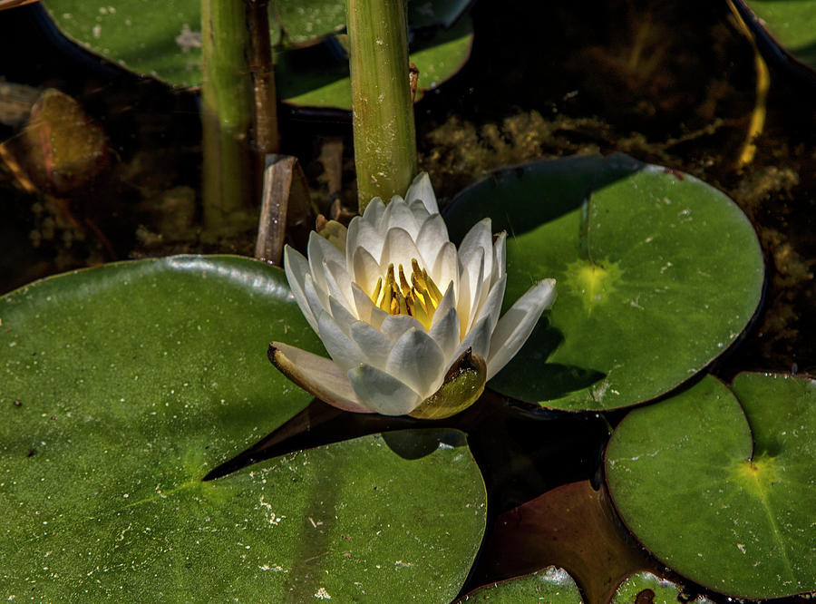 Lily Photograph -  Radiant White Pond Lily  by Betty Pauwels