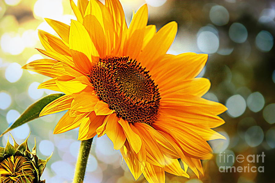 Radiant Yellow Sunflower Photograph by Judy Palkimas